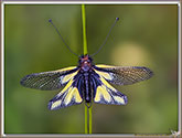 Ascalaphe